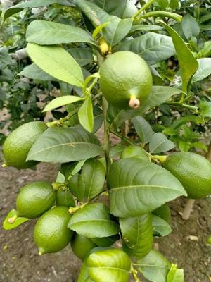 বারোমাসি এলাচি লেবু_img_1