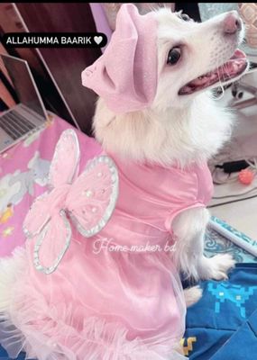 Cat butterfly gown_img_7