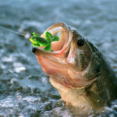 2 pcs frog bait for fishing | Fishing Lure | frog Lure | Bang | Shol Fishing Lure | Floating Bait Realistic Swimbait Topwater Frog Fishing Lure | Floating Bait, Artificial Sofish Fishing Lure for Pike, Trout, Saltwater, Freshwater Aznever_img_3