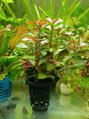 Aquatic plant pot ( without suction cup)_img_1