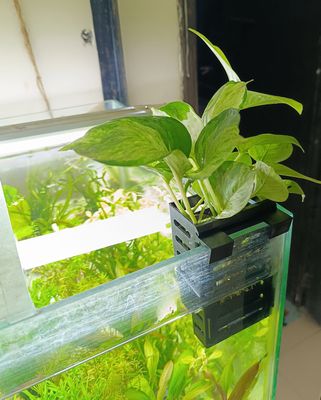 Aquarium plant holder_img_3