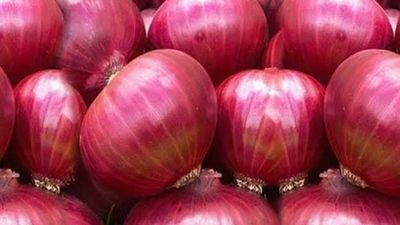 পেঁয়াজ দেশি_img_0