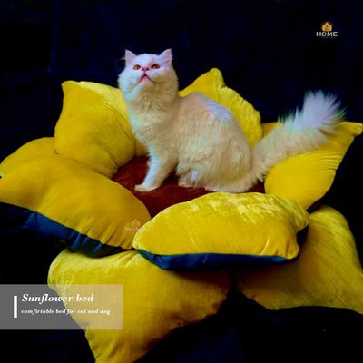 Sunflower bed_img_1