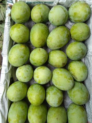 রাজশাহীর অর্গানিক ল্যাংড়া আম (Lengra Mango)_img_7