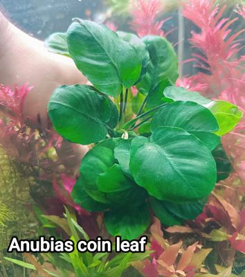 anubias coin leaf_img_0