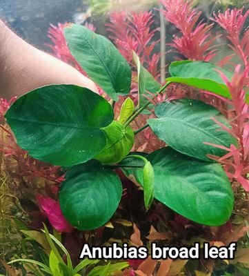 anubias broad leaf_img_0