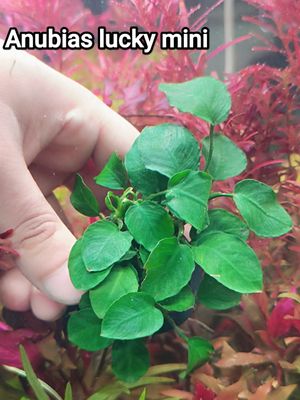 Anubias lucky mini_img_0