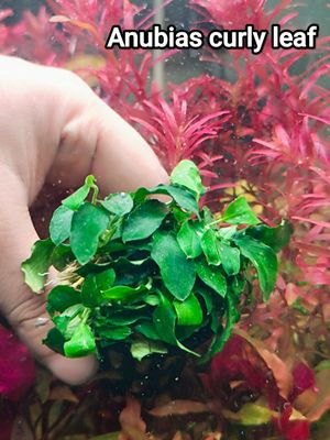 Anubuas curly leaf_img_0