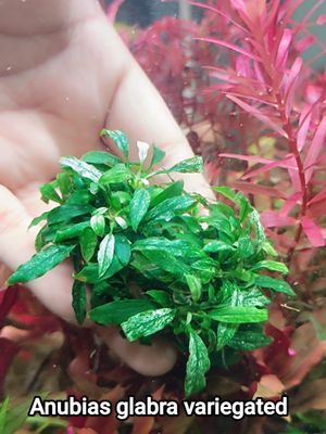 anubias glabra mini (verigated)_img_0