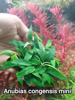 Anubuas congensis mini_img_0