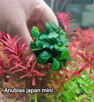 Anubias japan mini_img_0