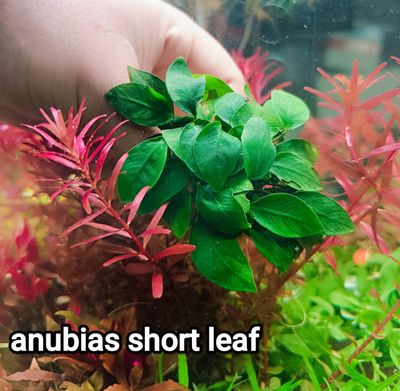 Anubias Short leaf_img_0