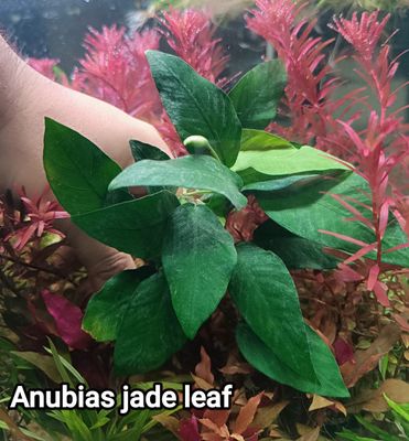 Anubias jade leaf_img_0