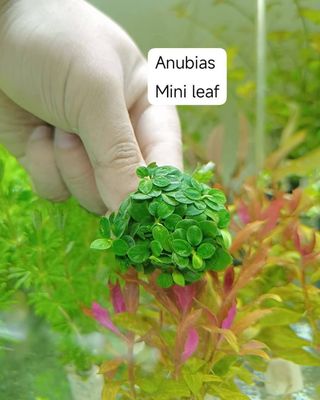 Anubias mini leaf_img_0
