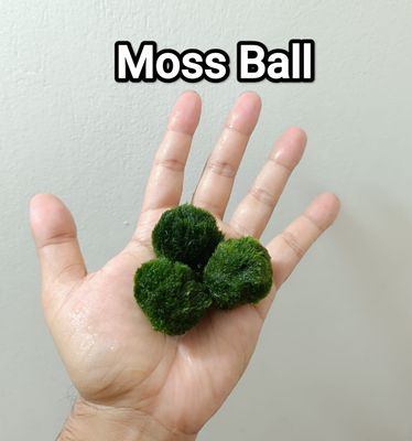 Moss ball (3 pis in picture)_img_0