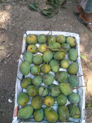 গোপাল ভোগ_img_0