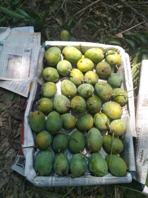 গোপাল ভোগ_img_1