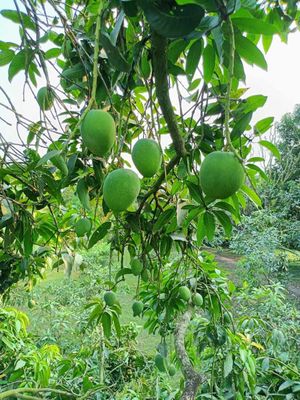 গোপাল ভোগ_img_4