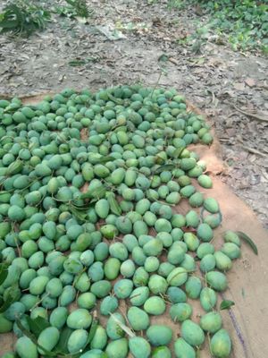 গোপাল ভোগ_img_2