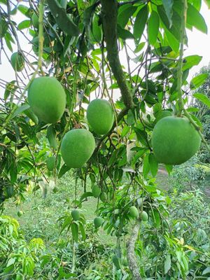 গোপাল ভোগ_img_3