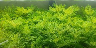 Difformis_img_0