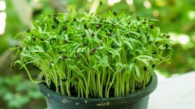 Non-GMO Water Spinach Seeds_img_0