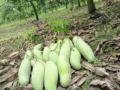 ব্যানানা ম্যাংগো ১২ কেজি পয়েন্ট ডেলিভারি_img_0