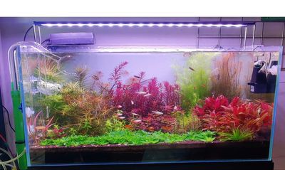 Neo helios XP 1200 ( 4 feet light) 64watt_img_2