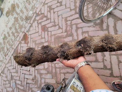 চুই ঝাল_img_1