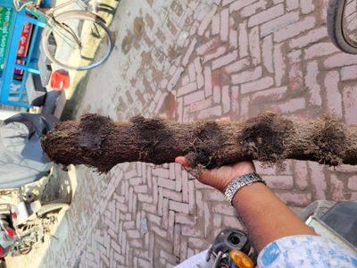 চুই ঝাল_img_2