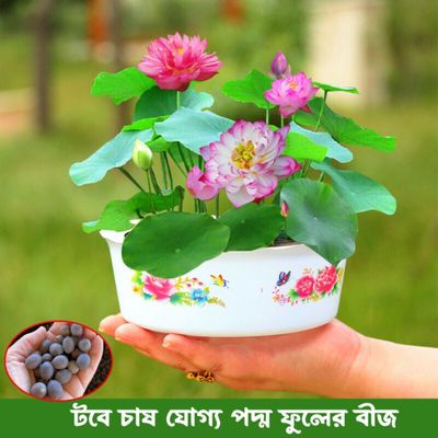 মাল্টিকালার পদ্ম ফুলের বীজ_img_0