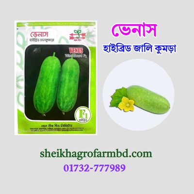 ভেনাস (হাইব্রিড চাল কুমড়া)_img_0