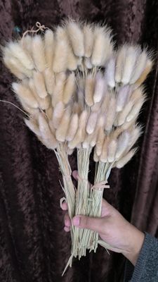 bunny tail driyed flower_img_0
