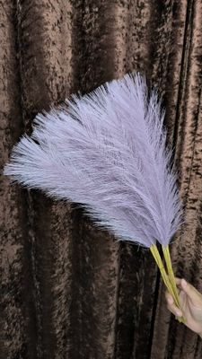 pampars grass_img_0