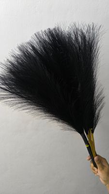 pampars grass_img_1