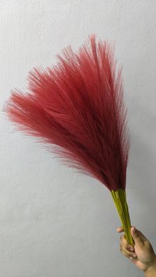 pampars grass_img_3