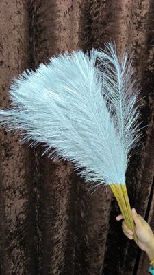 pampars grass_img_5