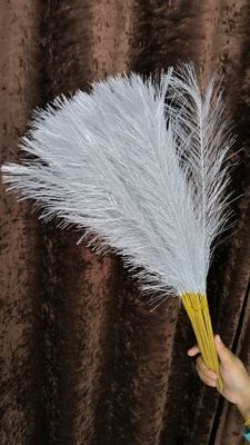pampars grass_img_6