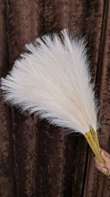 pampars grass_img_8