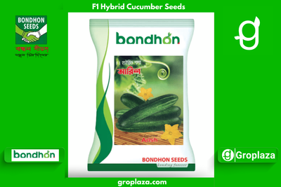 হাইব্রিড শসা-আরিশ । F1 Hybrid Cucumber Seeds Arish_img_0