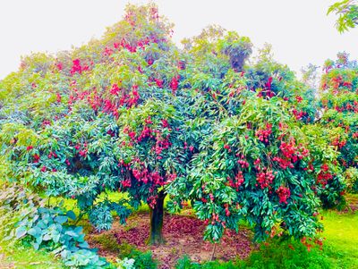 Dinajpur Large Size বোম্বাই🍒 Lichu 100Pcs._img_3