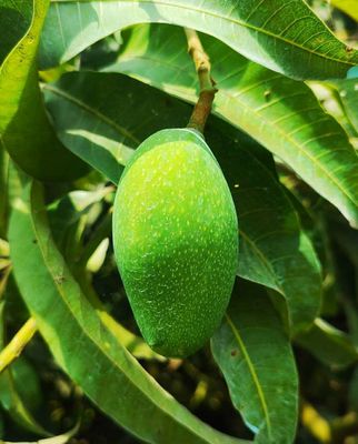 নাক ফজলি আম🥭 কেমিক্যাল মুক্ত_img_10