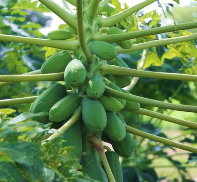 উচ্চ ফলনশীল রেড লেডি হাইব্রিড পেঁপের চারা_img_0