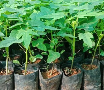 উচ্চ ফলনশীল রেড লেডি হাইব্রিড পেঁপের চারা_img_1