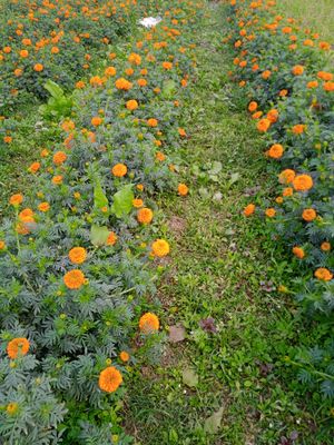 তাজা ও উজ্জ্বল গাঁদা ফুল: আপনার প্রয়োজনের জন্য সেরা মানের ফুল_img_0