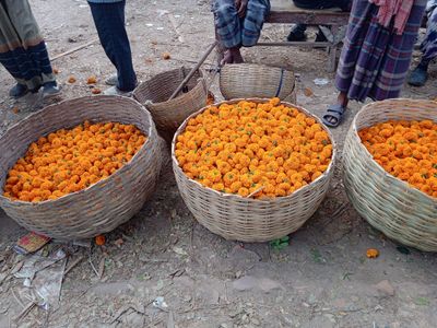 তাজা ও উজ্জ্বল গাঁদা ফুল: আপনার প্রয়োজনের জন্য সেরা মানের ফুল_img_1