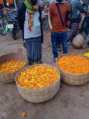 তাজা ও উজ্জ্বল গাঁদা ফুল: আপনার প্রয়োজনের জন্য সেরা মানের ফুল_img_2
