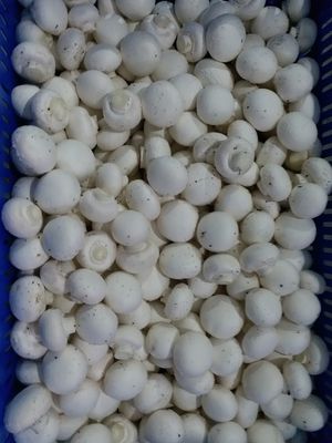 গার্ডেন ফ্রেশ মাশরুম 1kg box_img_2