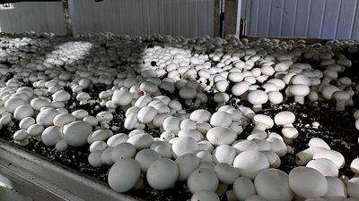 গার্ডেন ফ্রেশ মাশরুম 1kg box_img_3