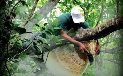 সুন্দরবনের চাক ভাঙ্গা খাঁটি মধু(1-Litre)_img_1